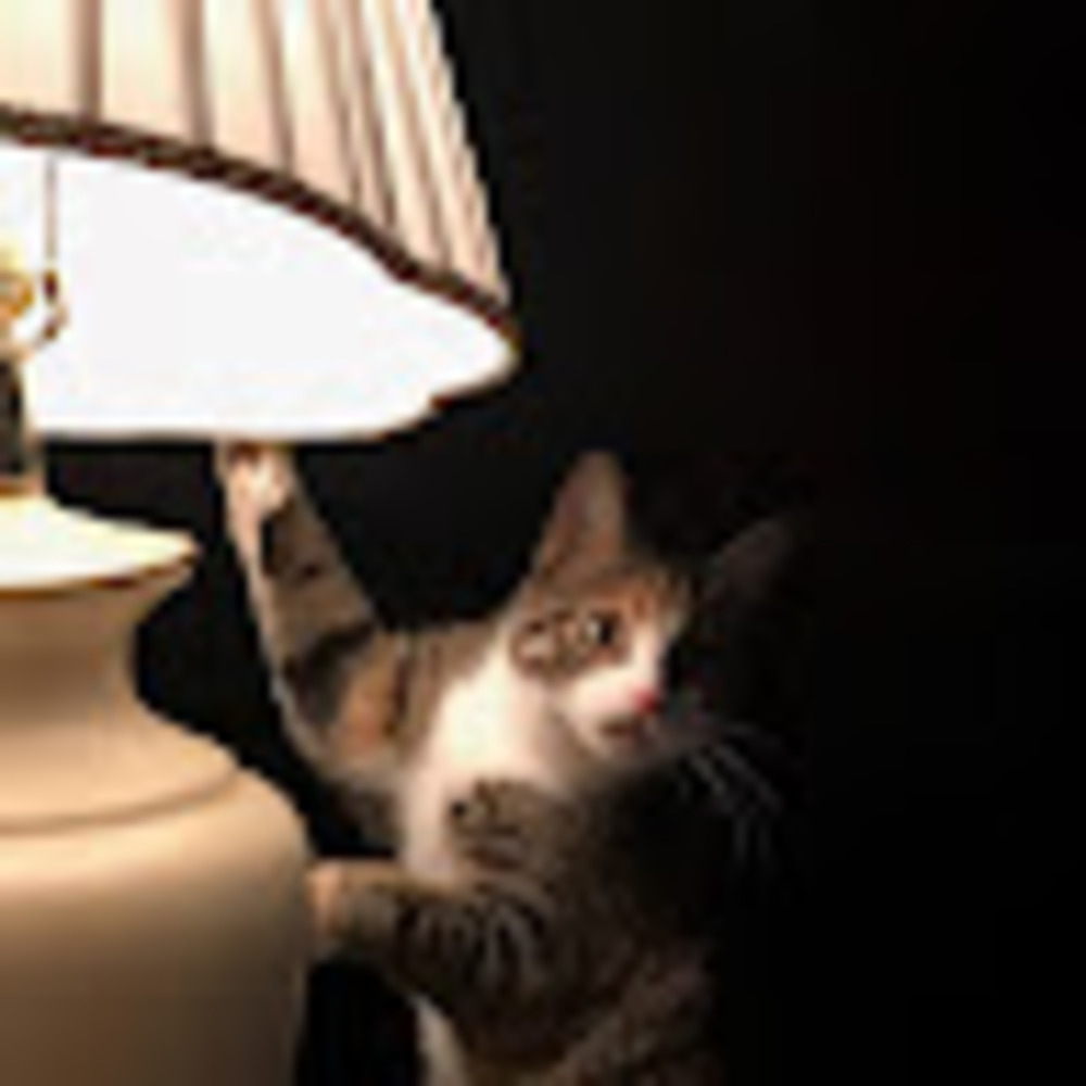 Meet your Posher, Susan